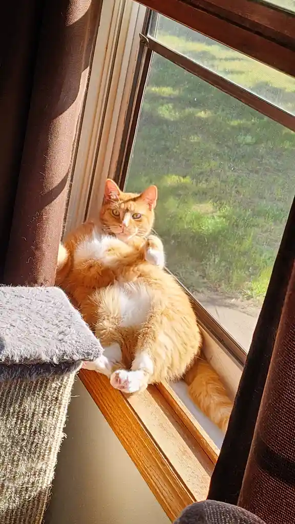 An orange and white cat is lounging on a wooden windowsill, bathed in sunlight, with its belly exposed and paws relaxed…
