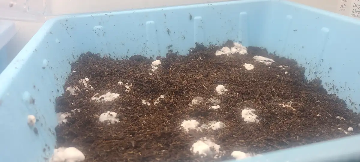 A light blue plastic tray filled with dark brown soil has numerous small, white, fluffy mushroom caps sprouting from it. The…