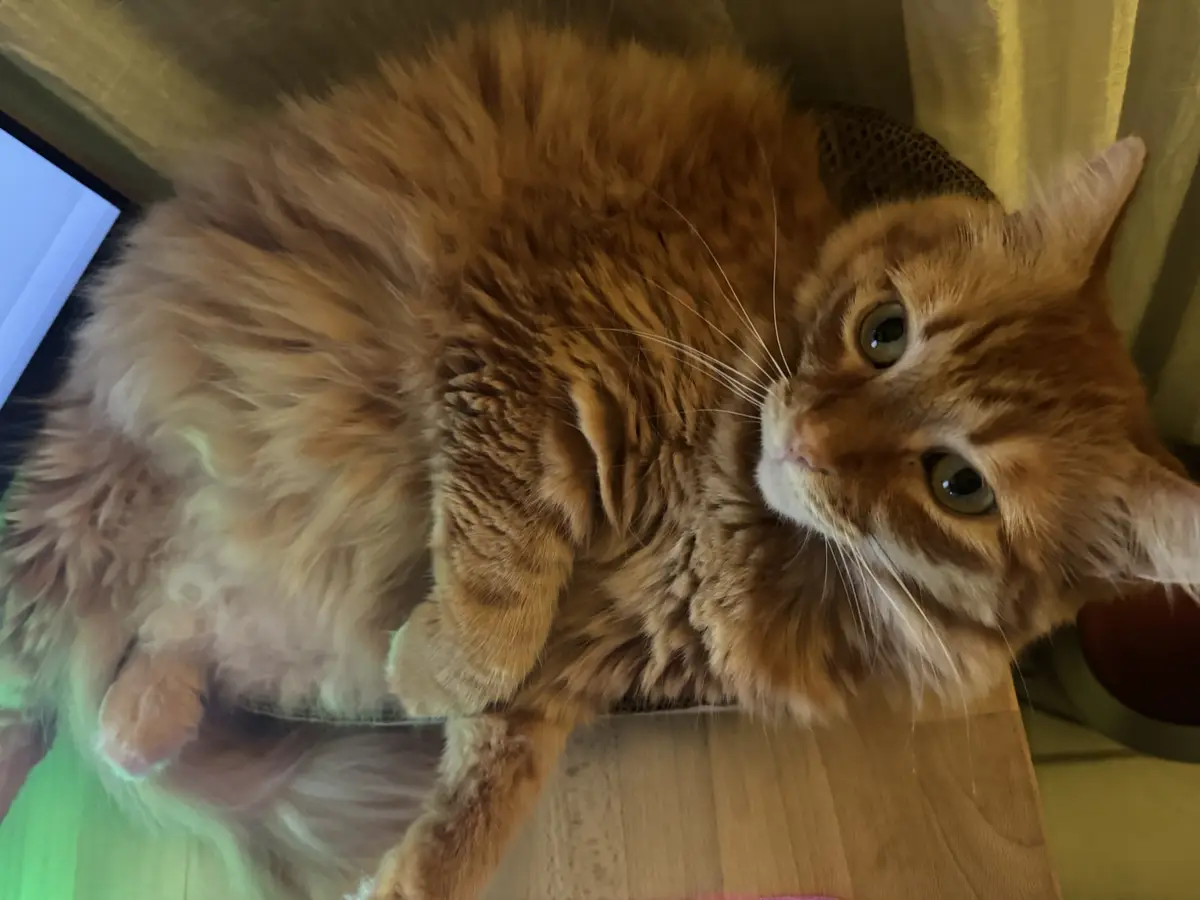 A fluffy orange tabby cat is lying on its back on a wooden surface, looking up with wide, innocent eyes. The cat's fur is…