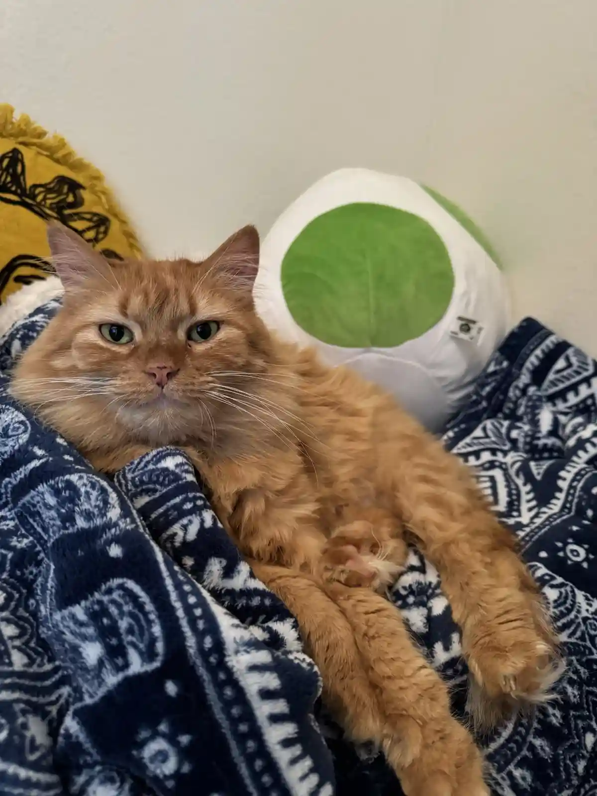Daily Dose of Cuteness: Meet Luma, My Adorable Cat