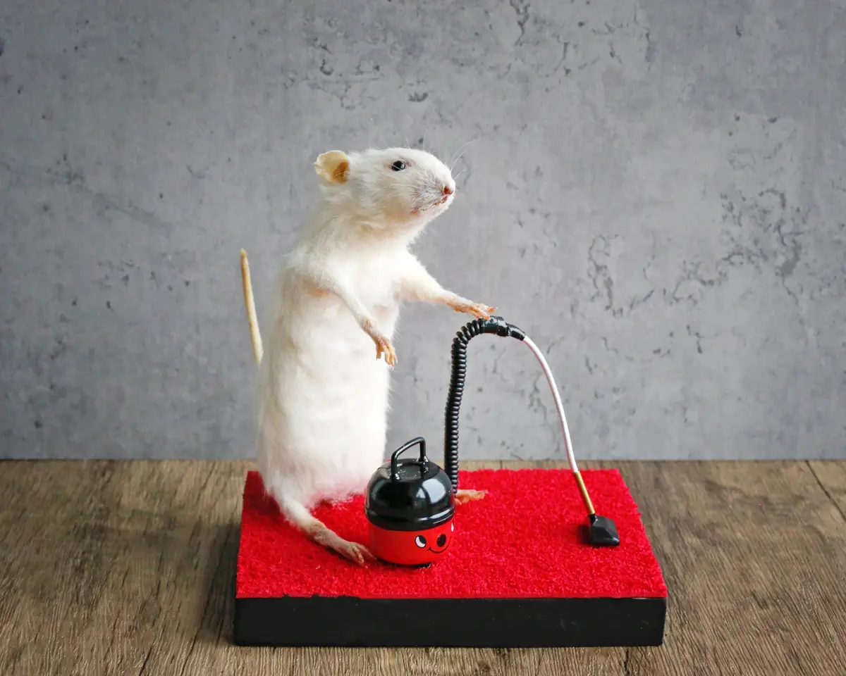 A white rat stands upright on a red carpeted platform, appearing to operate a tiny red and black vacuum cleaner with a…