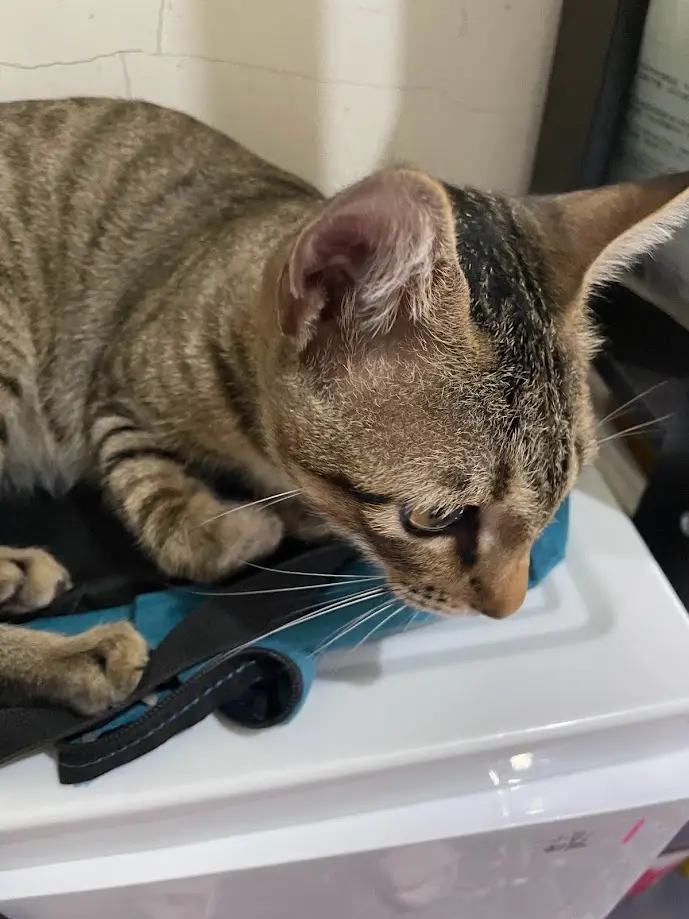 A tabby cat with a brown and black striped coat is resting its head on a blue and black strap, possibly from a bag, atop a…