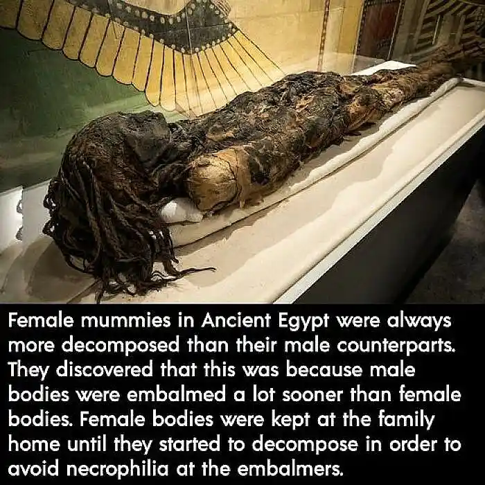 A photograph of an ancient Egyptian mummy, likely female, displayed in a glass case with a painted winged sun disc in the…