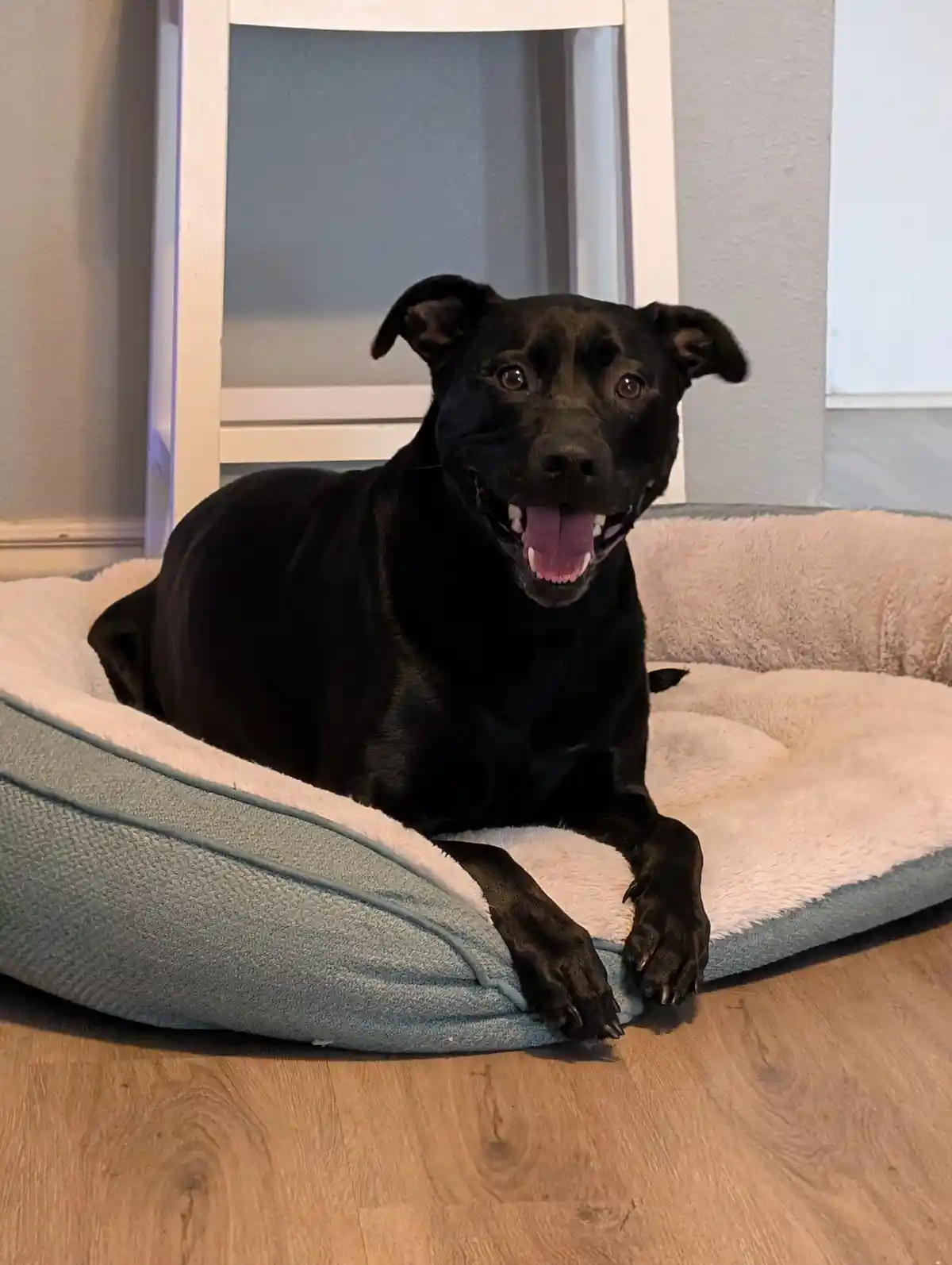 Meet the Goodest Boy: A Heartwarming Pup
