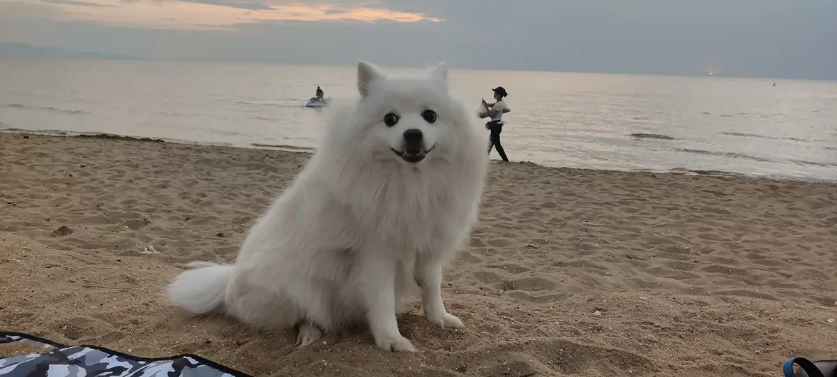 A fluffy white dog sits on a sandy beach facing the camera with a happy expression, while in the background, a person walks…