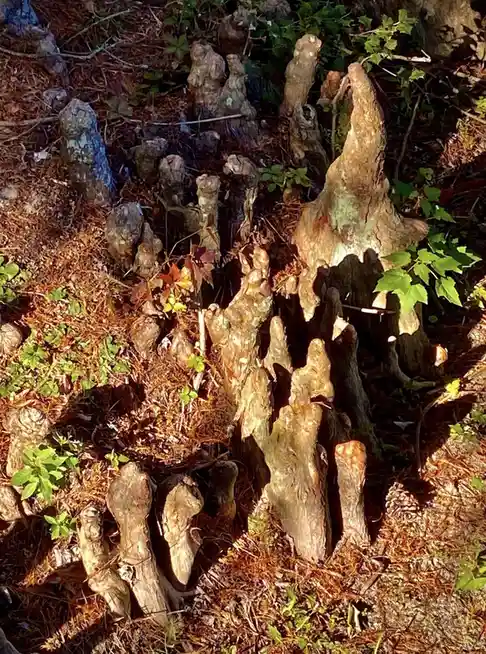 Mysterious Cypress Knees