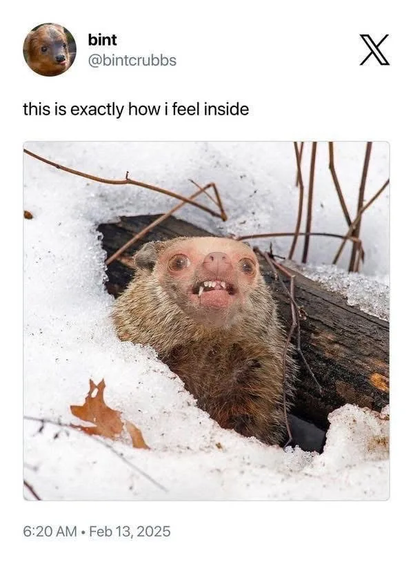 A close-up photo shows a small, furry animal, likely a marmot or similar rodent, peeking out from a snowy hole in a log. The…
