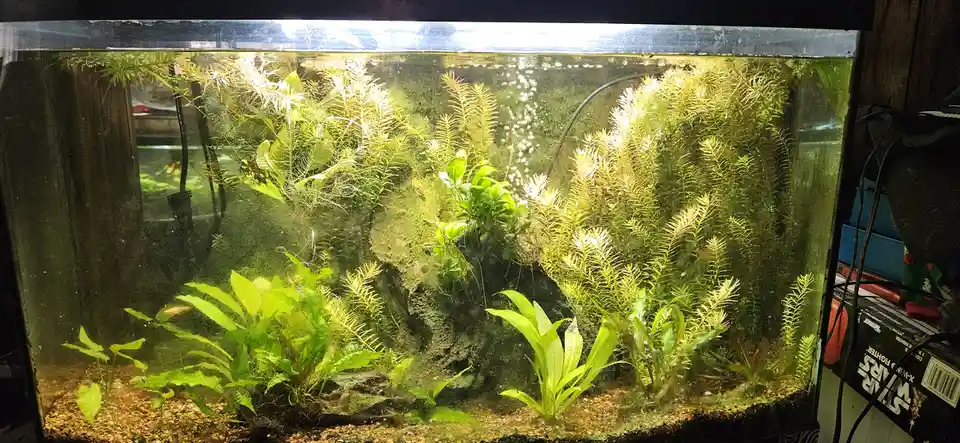 A well-lit aquarium filled with various green aquatic plants, gravel substrate, and a central rock formation, with faint…