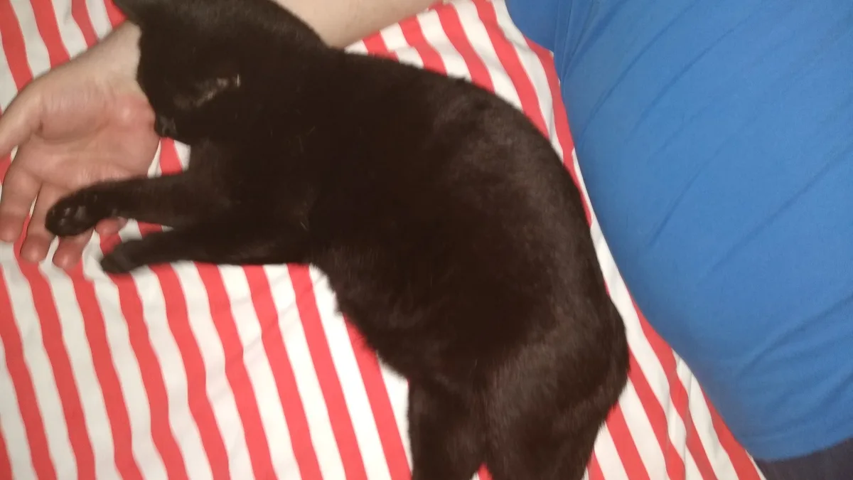A black cat is sleeping curled up on a red and white striped bedsheet, with a person's hand gently resting near its head and…