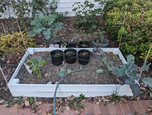 An overhead photo of a white wooden raised garden bed filled with soil, small potted seedlings, and a few established plants…