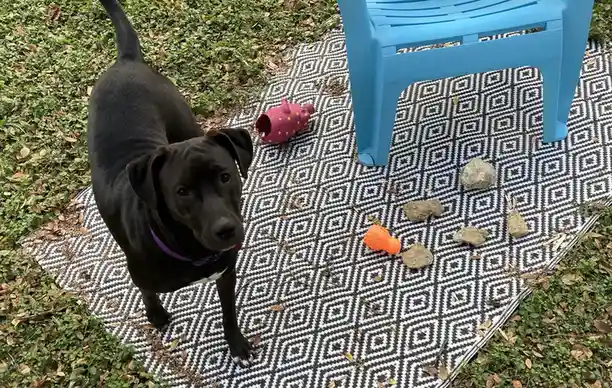 My dog created a treasure trove of rocks with her toys, and now she's worried because I've discovered her stash and might take them away since she likes to chew on them. Ugh!