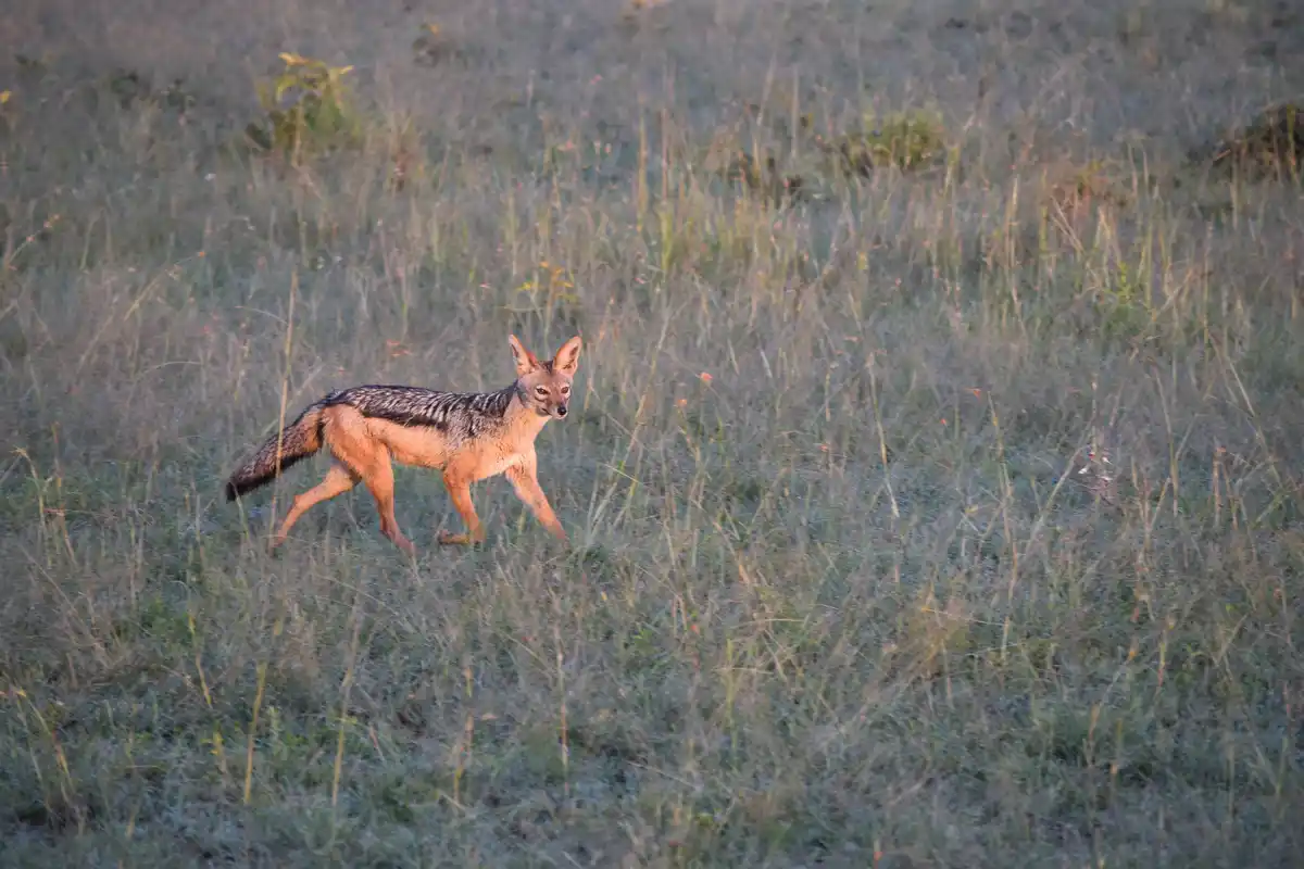 The cunning jackal strikes again!