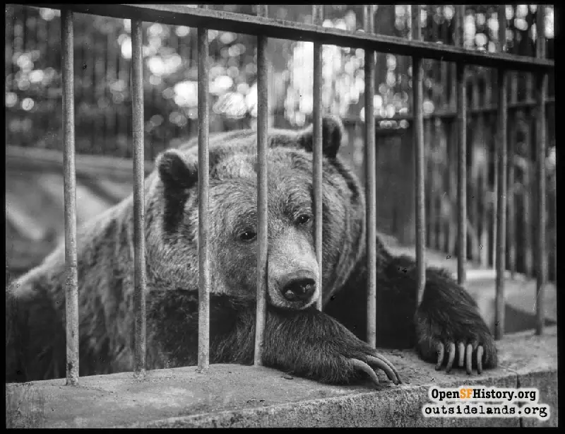 A black-and-white historical photo shows a large brown bear resting its head and front paw on a concrete ledge behind…