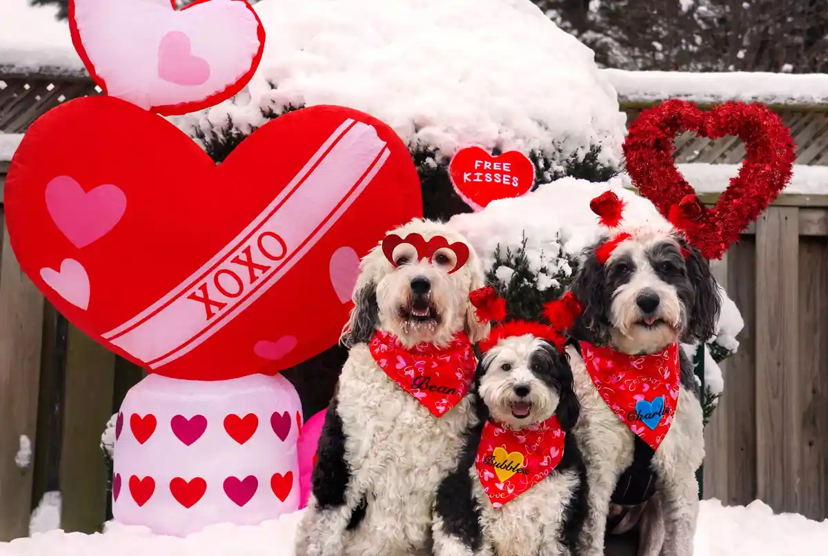 Three fluffy dogs wearing red heart-themed bandanas and accessories sit in the snow beside large Valentine's Day…