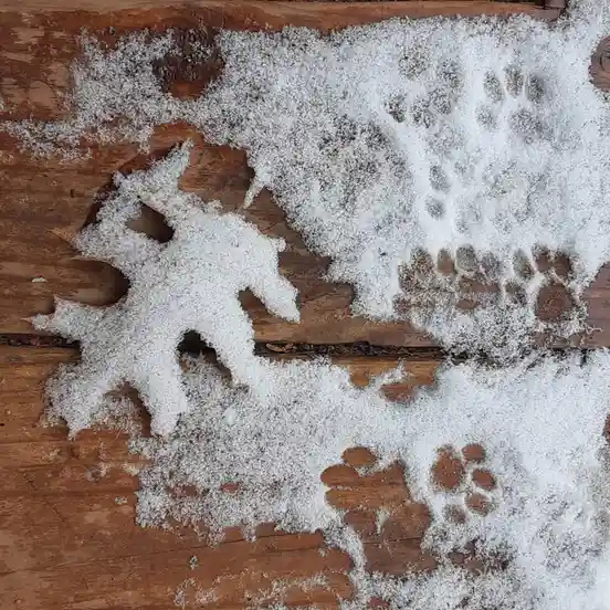 A close-up photo shows a patch of snow on weathered wooden planks, with several distinct animal paw prints visible. The snow…