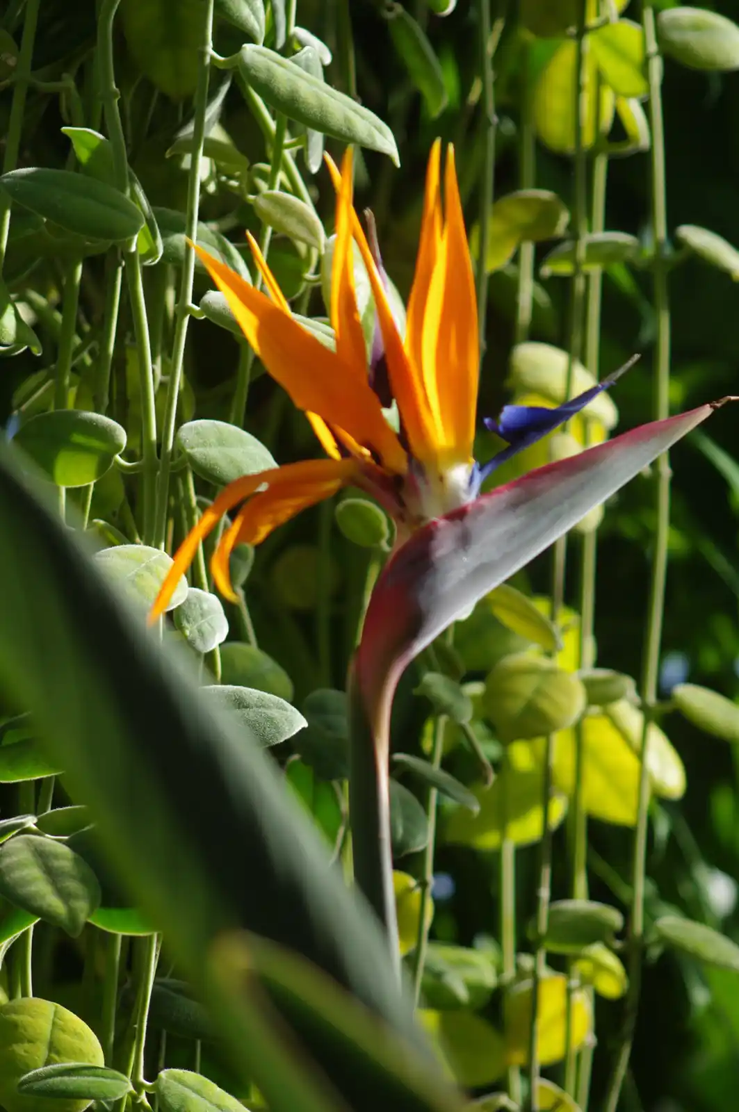 A vibrant bird of paradise flower with orange and blue petals stands out against a backdrop of lush green foliage. The…