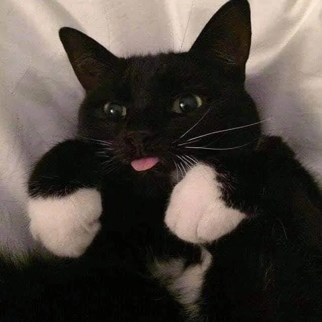 A black cat with white paws is lying on a white surface, looking directly at the camera with wide eyes and its pink tongue…