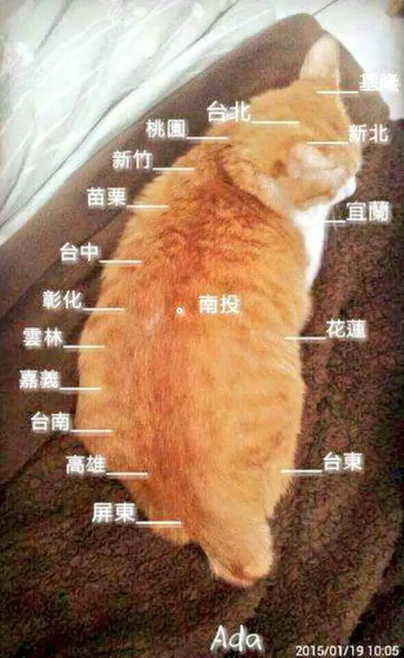 An orange tabby cat is lying curled up on a brown blanket, with labels for various cities and counties in Taiwan overlaid on…
