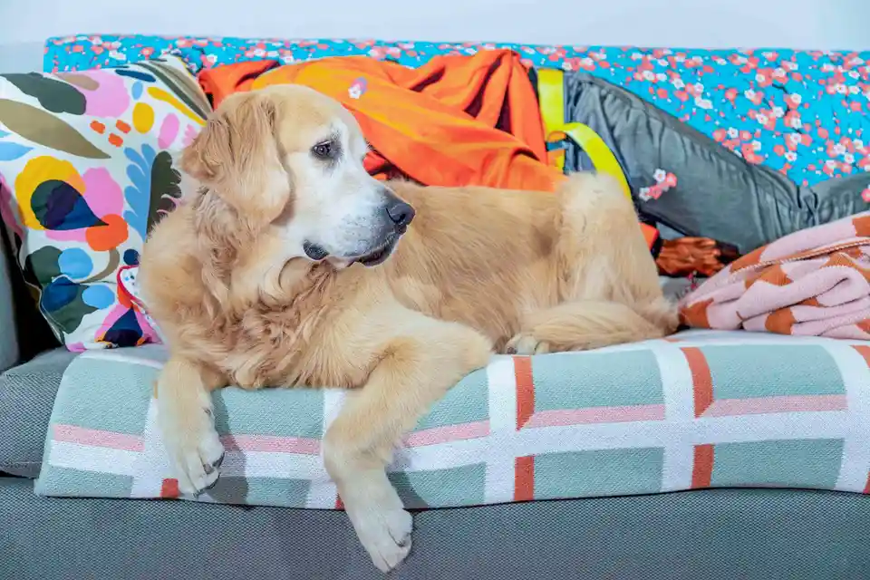 A golden retriever lies on a couch covered with a colorful blanket, surrounded by cluttered pillows and clothes, looking…