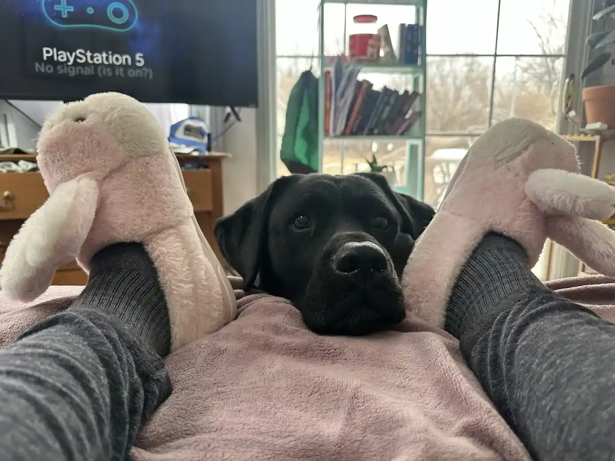 A black dog lies on a pink blanket between a person's legs, which are clad in grey socks and pink bunny slippers, looking…