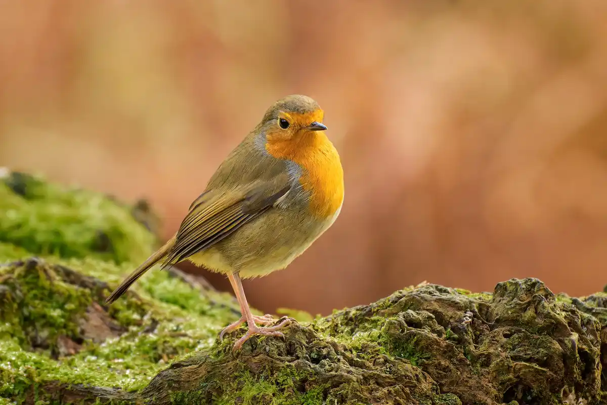Meet the Charming European Robin: Erithacus rubecula