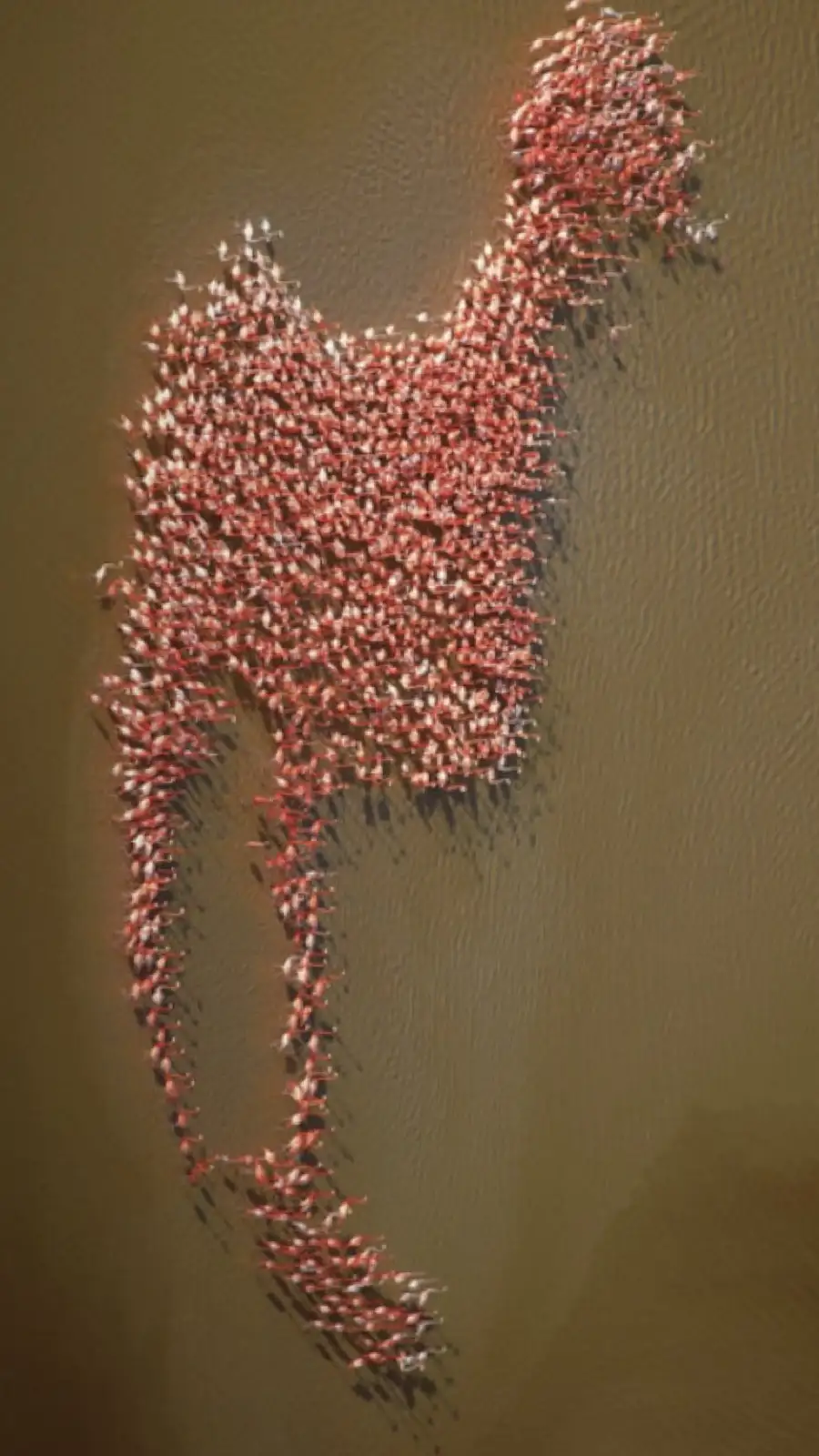 An aerial view shows a large flock of pink flamingos gathered in shallow water, collectively forming the unmistakable…
