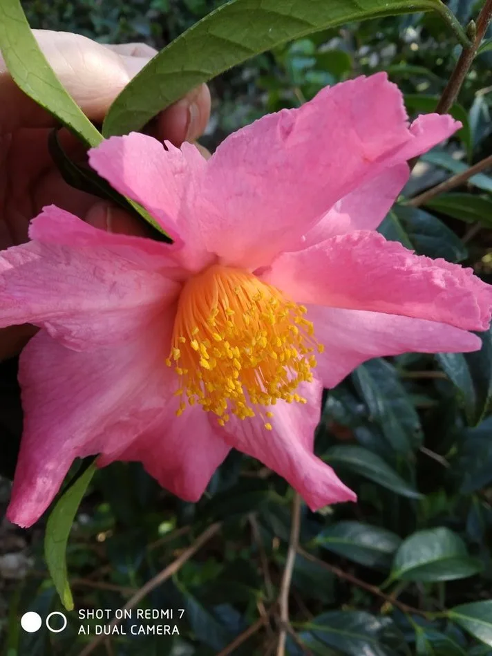 Meet the stunning Granthamiana pink camellia
