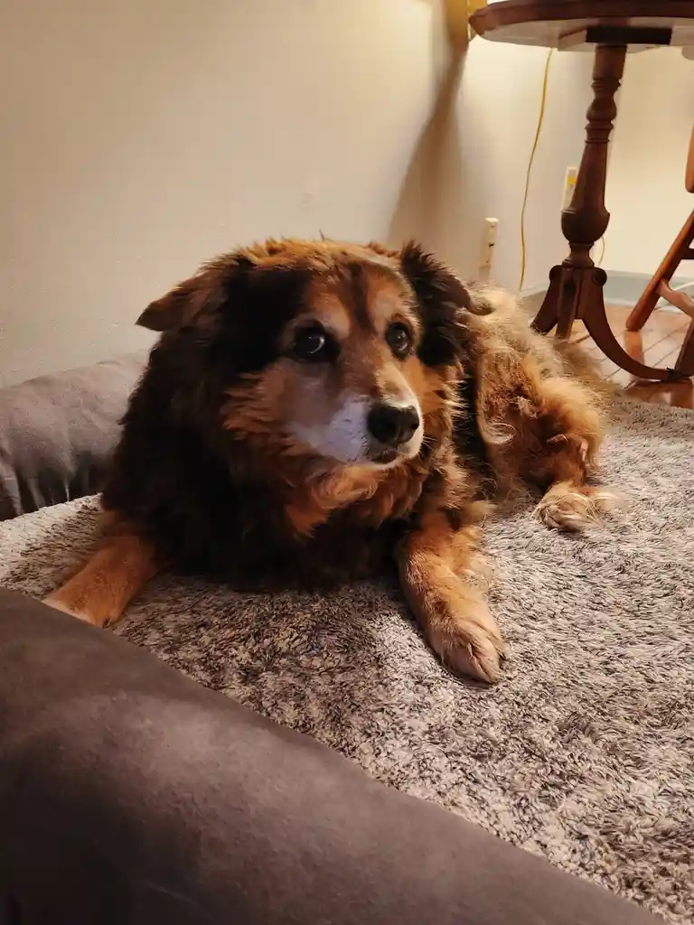 A fluffy brown and black dog with soulful eyes lies on a gray textured couch, looking directly at the camera with a tired…