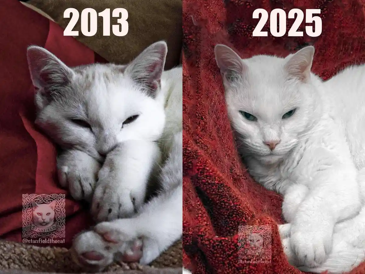 A side-by-side comparison shows a white cat in 2013 looking sleepy and cuddly, and the same cat in 2025 looking older, more…