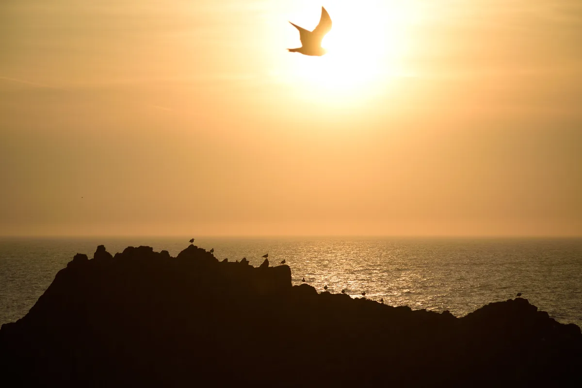 A serene sunset over the ocean with silhouetted rocks and birds, one bird flying near the sun. The overlaid text reads 'i'm…