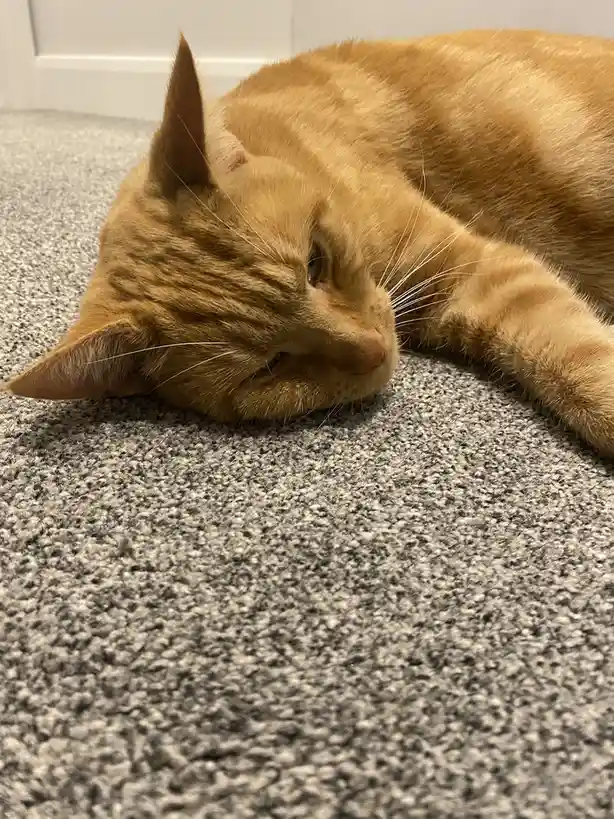 An orange tabby cat lies on a gray carpet with one eye half-closed, looking sleepy and unbothered. The overlaid text reads…