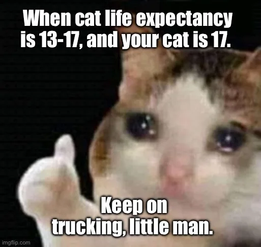 A close-up image of a cat with wide, expressive eyes and a raised paw giving a thumbs-up gesture against a black background…