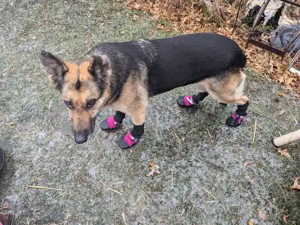 A German Shepherd dog stands on a wet, icy patch of grass with four bright pink and black dog boots on its paws. The dog…