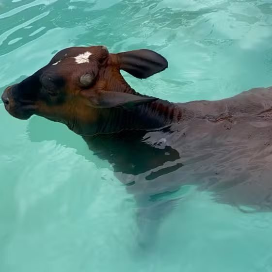 A brown cow with a white spot on its forehead is partially submerged in clear turquoise water, looking toward the camera…