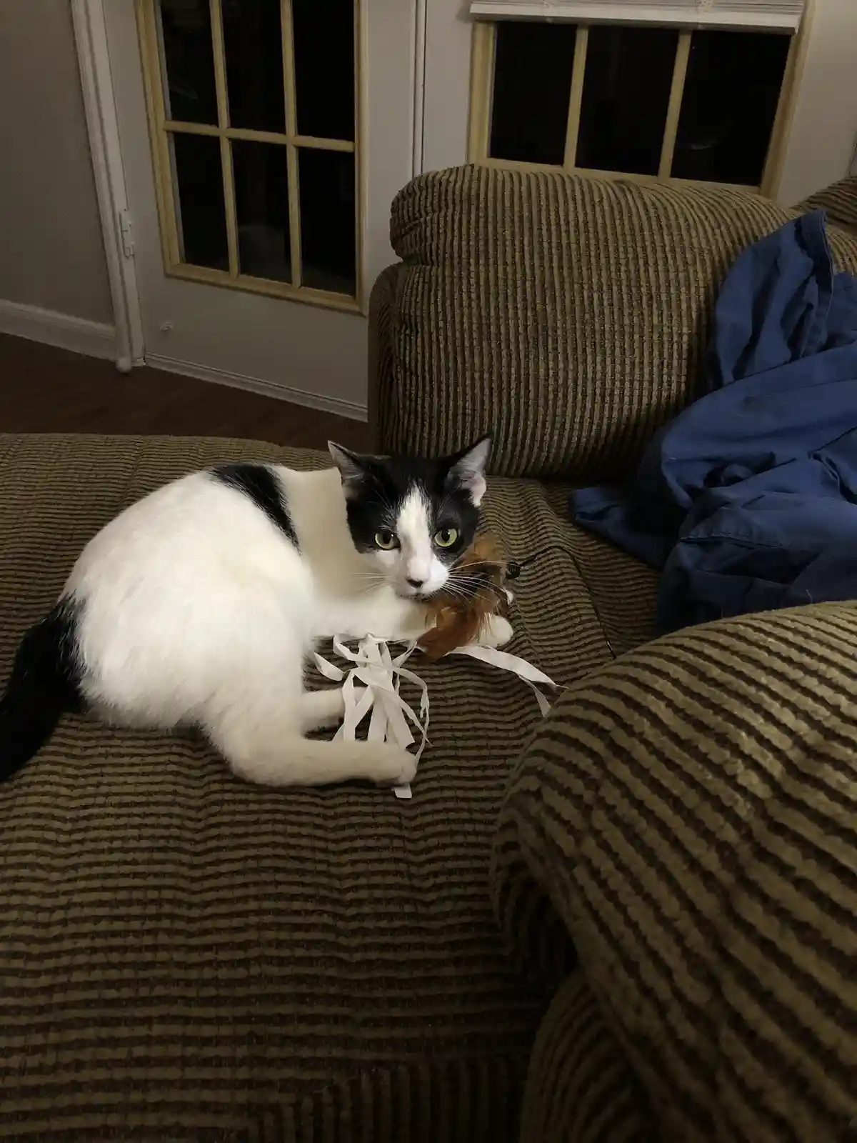 A black and white cat sits on a striped couch, looking directly at the camera with a serious expression while holding a…