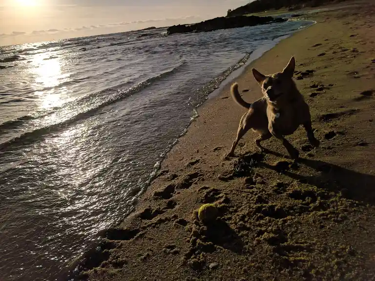 A small, light-brown dog with perky ears and a raised tail is captured mid-stride on a sandy beach, looking toward the…