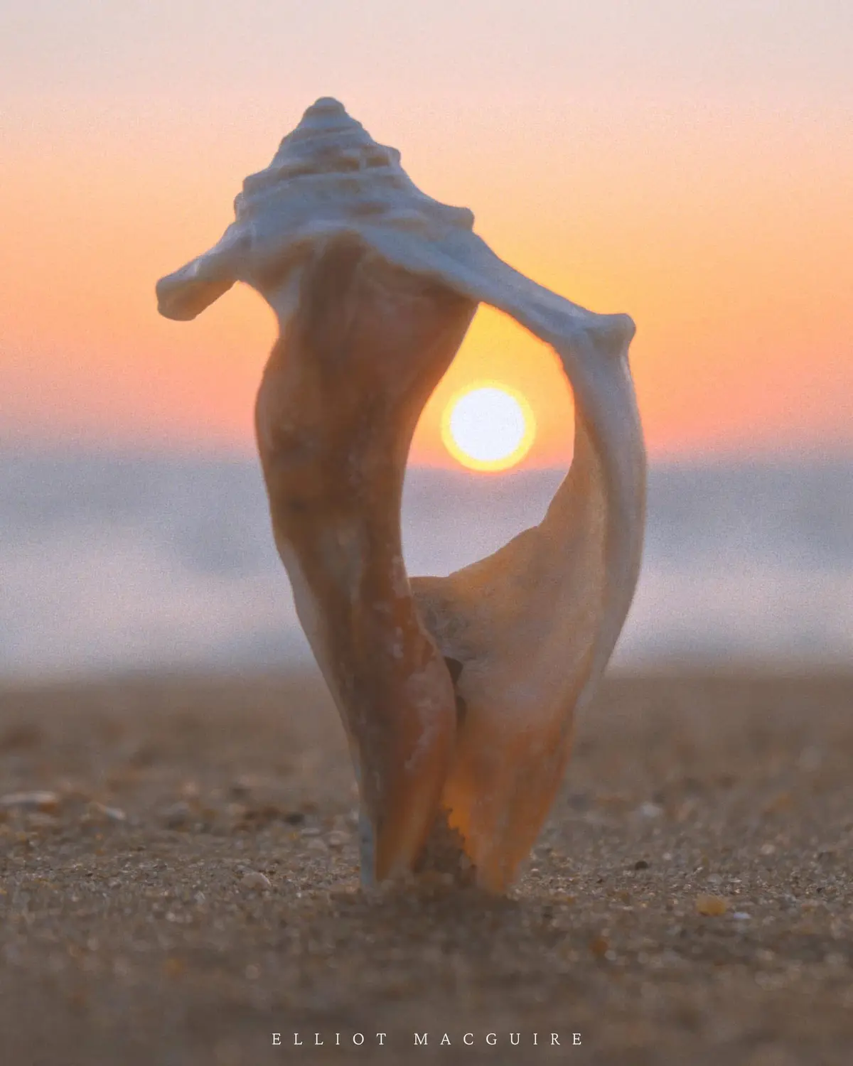 A large, light-colored seashell stands upright in sand on a beach, framing a setting sun that glows orange and yellow…