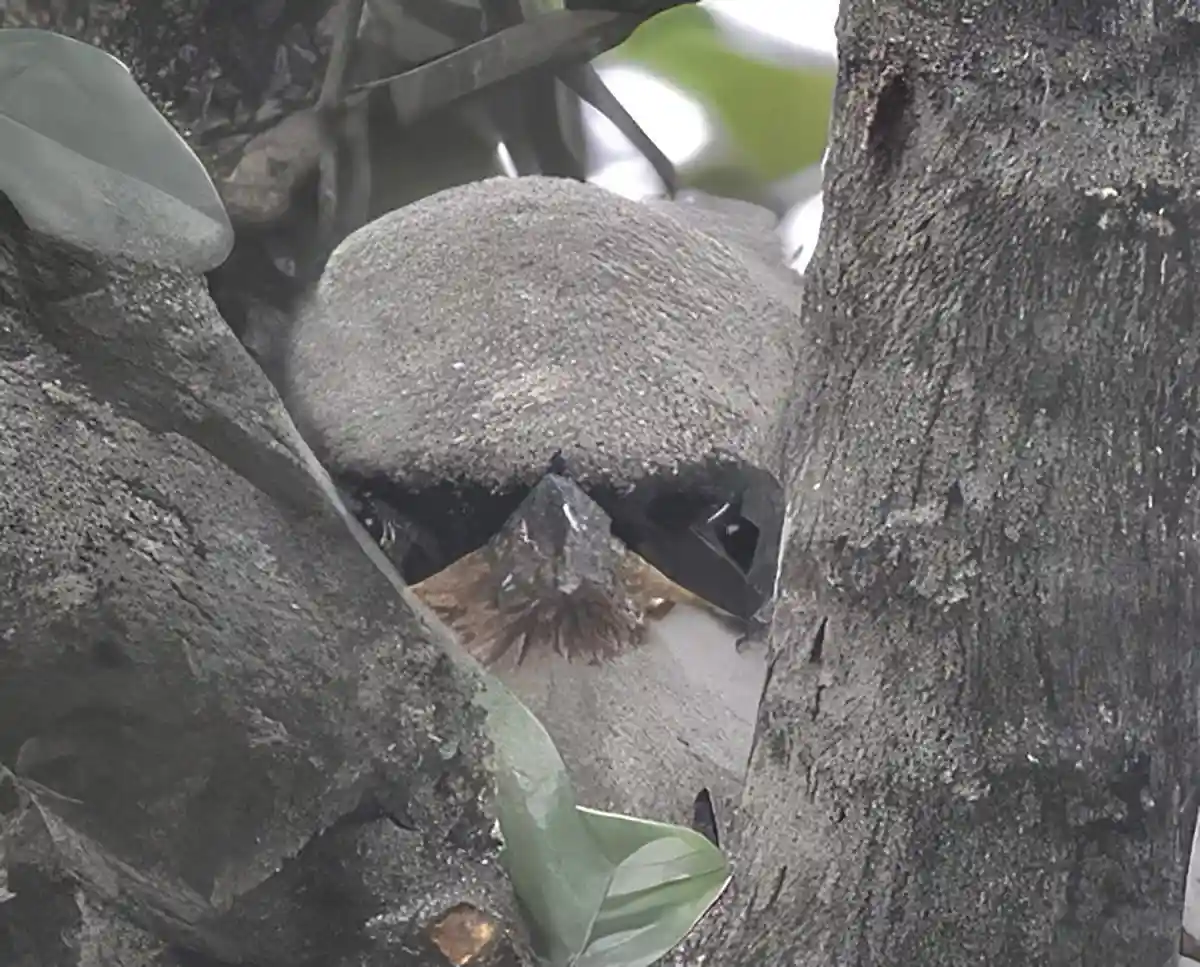 A bird with brown and white feathers is peeking out from a dark, textured tree hollow, surrounded by tree bark and green…