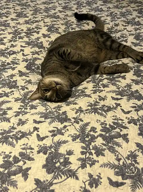 A tabby cat lies on its back on a floral-patterned bedspread, looking up with wide, innocent eyes. The overlaid text reads…
