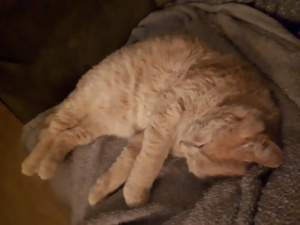 The Tale of the Orange Cat: A Feline Icon