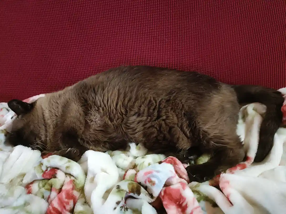 A brown cat is curled up and sleeping soundly on a soft, patterned blanket with pink, white, and green floral designs. The…