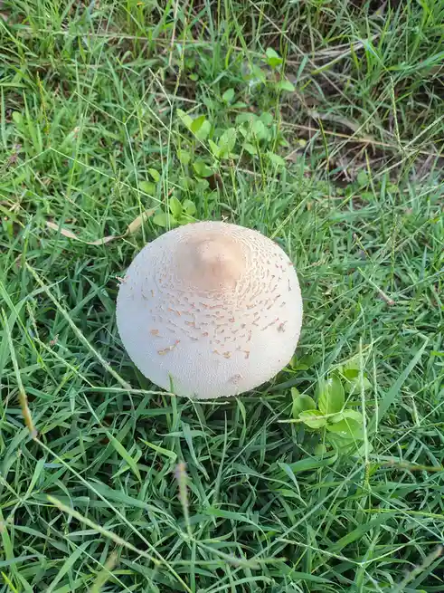 A close-up photo shows a light-colored, round mushroom with a textured cap growing in green grass. The mushroom's cap has a…