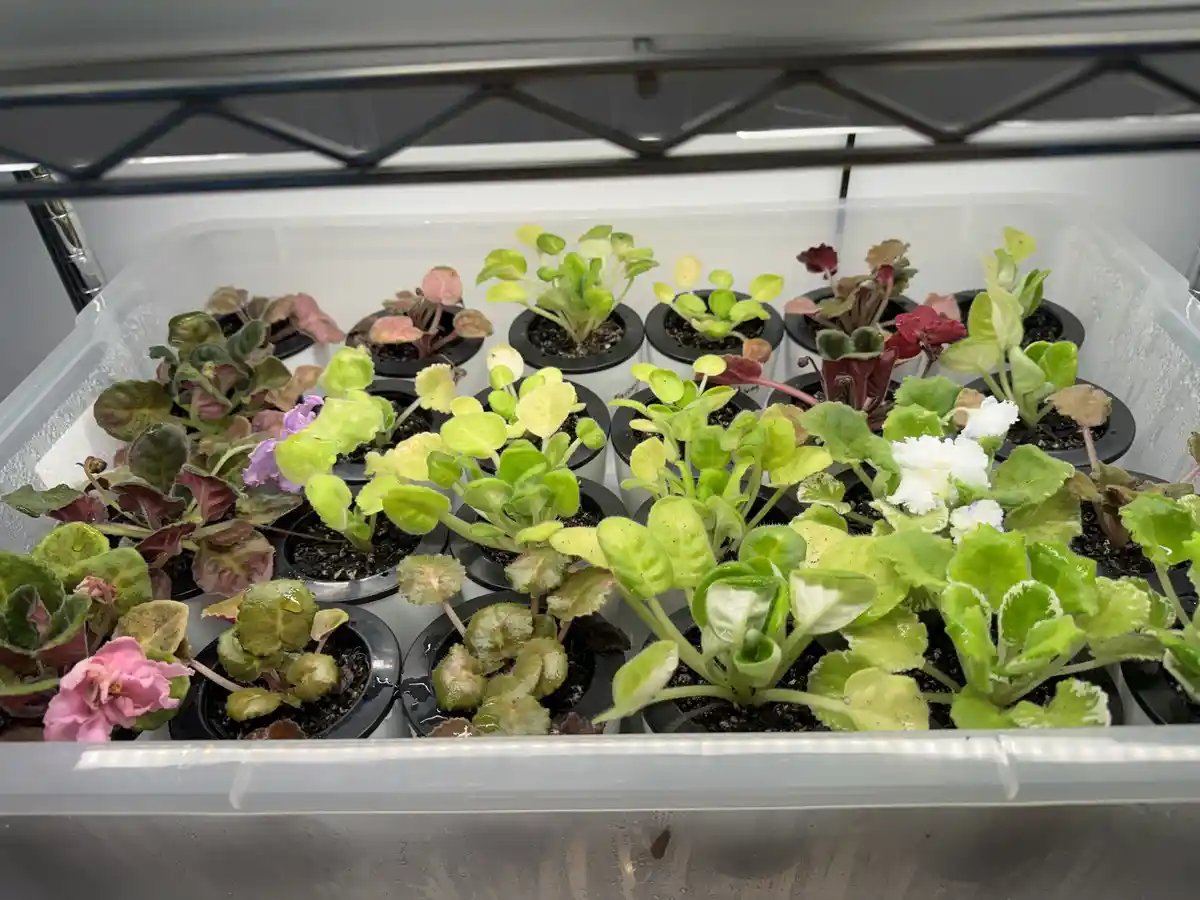 A clear plastic bin filled with numerous small potted African violet plants under a grow light, showing varied leaf colors…