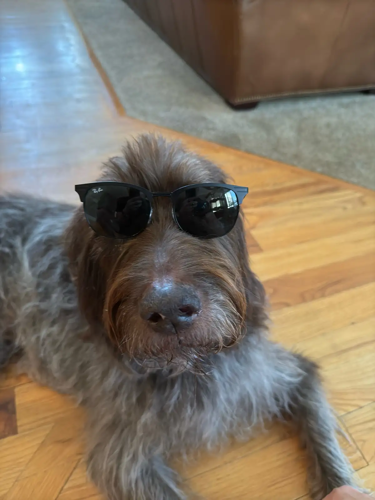 In honor of National Mutt Day, here are some adorable snapshots of my dogs!