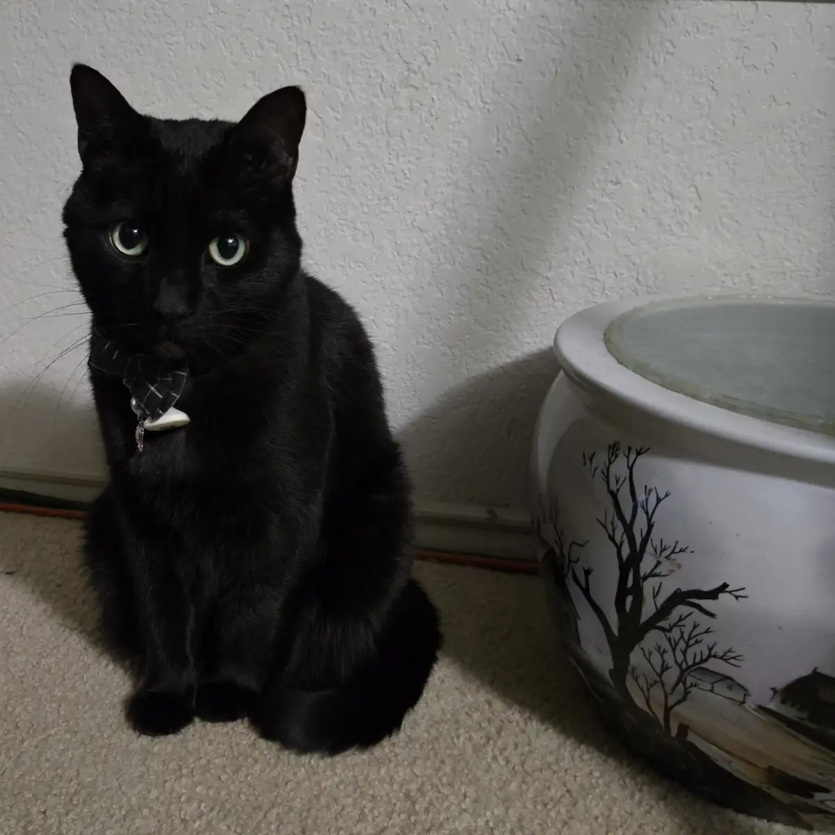 A black cat with bright green eyes sits on a carpeted floor next to a large white ceramic pot decorated with a black…