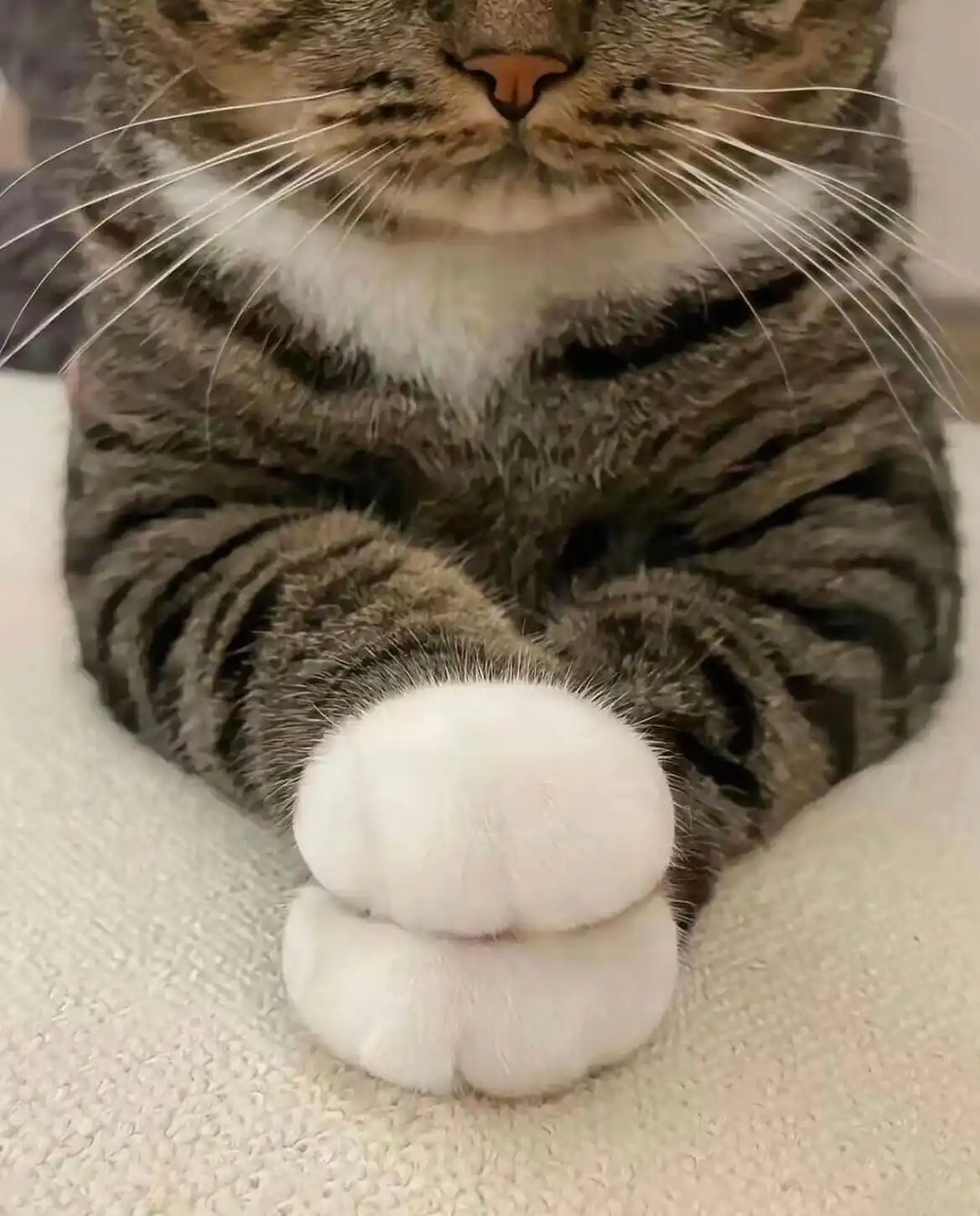 Adorable Marshmallow Paws: Cuteness Overload