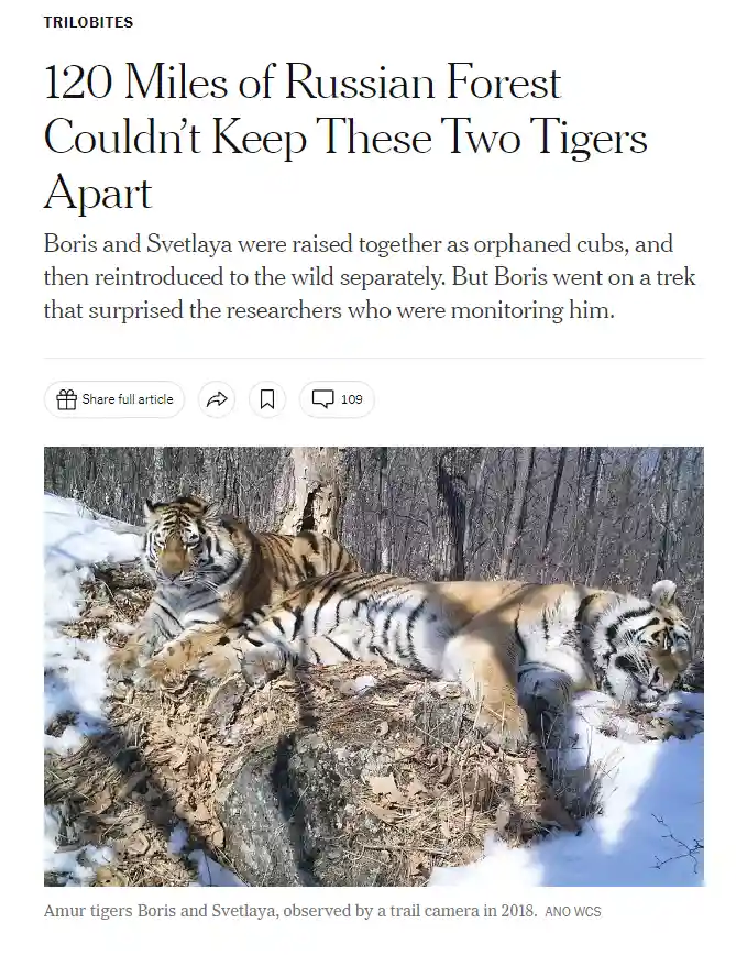 Two adult Amur tigers, Boris and Svetlaya, are seen resting side-by-side on a snowy forest floor with bare trees in the…