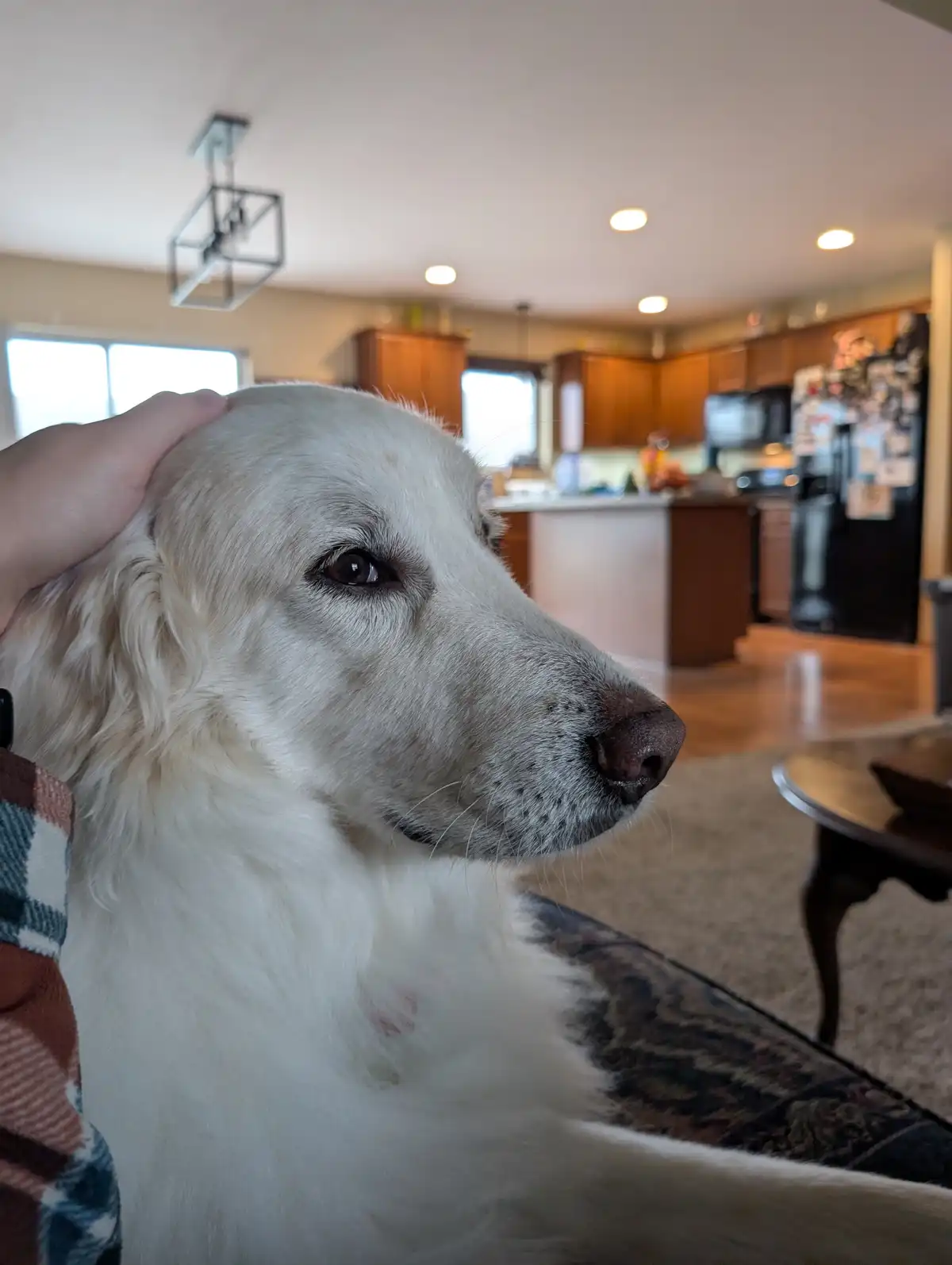 A close-up of a light-colored dog with a calm, slightly melancholic expression, being petted on the head by a person's hand…