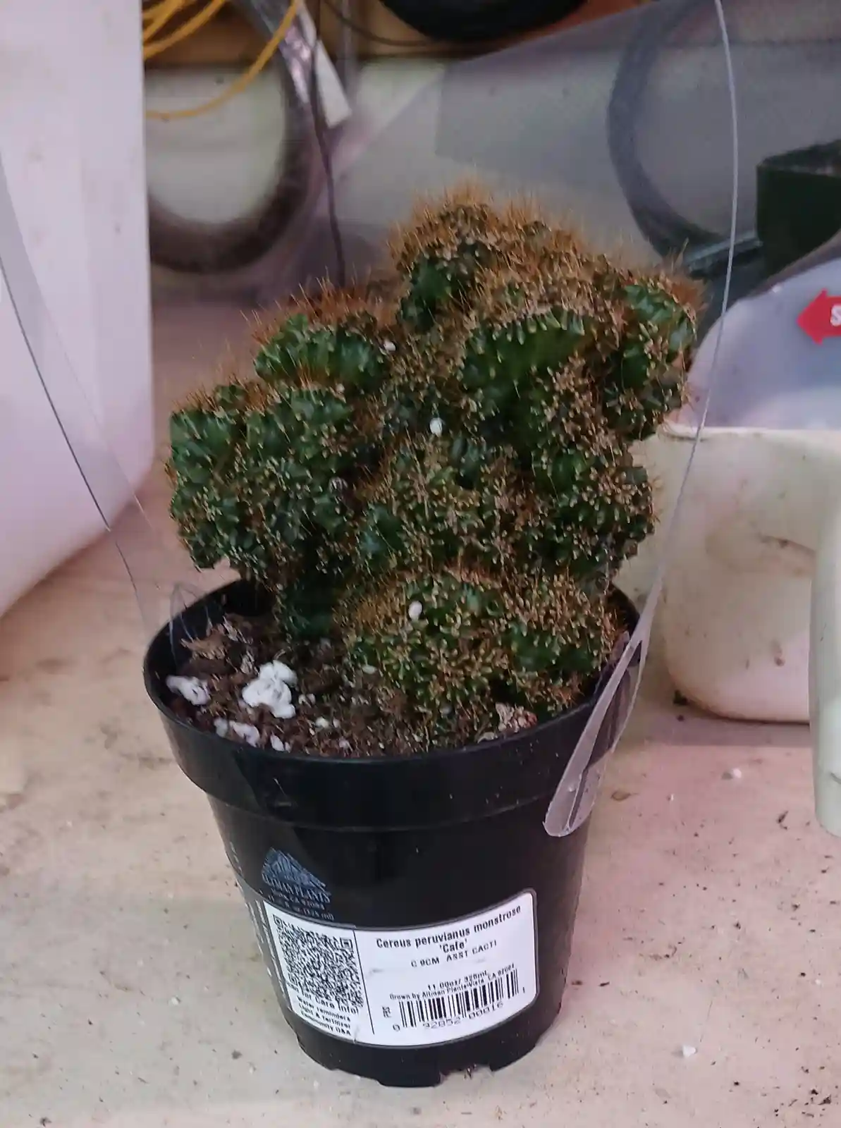 A small, green, spiky cactus with brownish tips sits in a black plastic pot on a speckled countertop. The plant has a label…