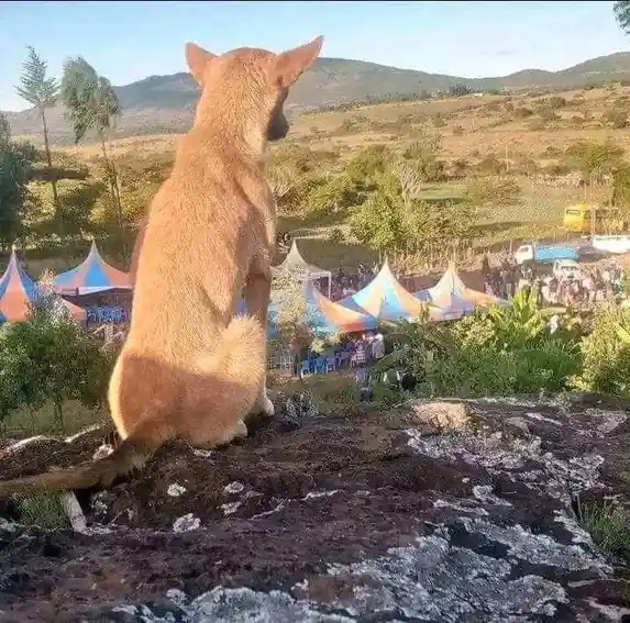 A tan dog sits upright on a rocky outcrop, looking down at a distant festival with colorful tents and crowds. The dog's back…